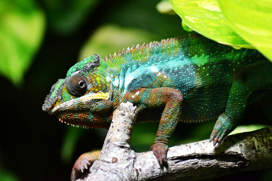 Glückliche tiere, glückliches leben 9 Exotische Haustiere