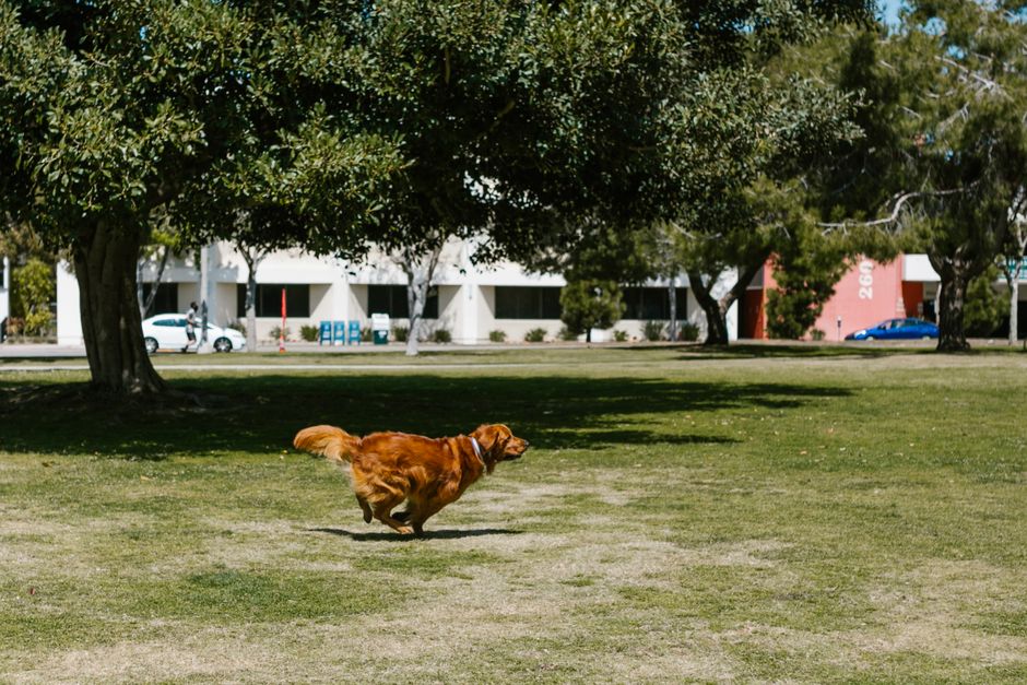 Glückliche tiere, glückliches leben 7 Den Hund besser verstehen