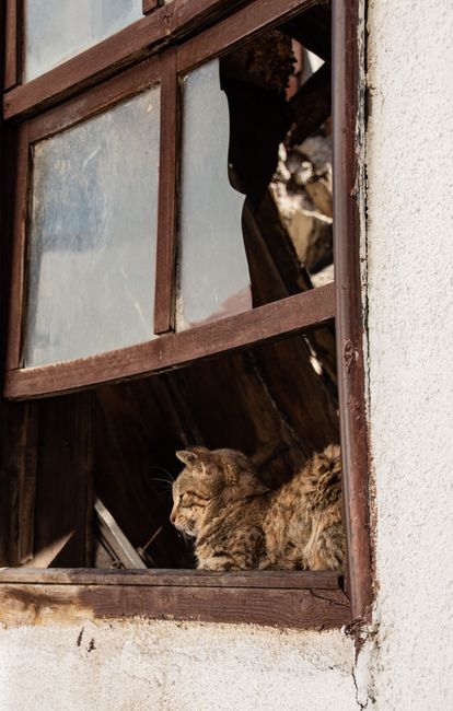 Cat sunlit windowsill