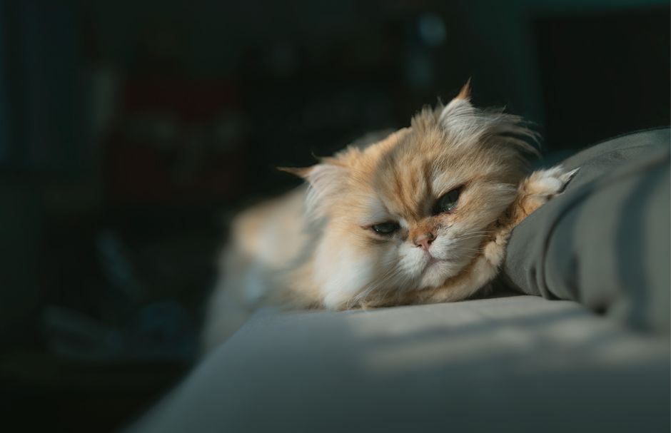 Glückliche tiere, glückliches leben 8 Katzenliebe im Alltag